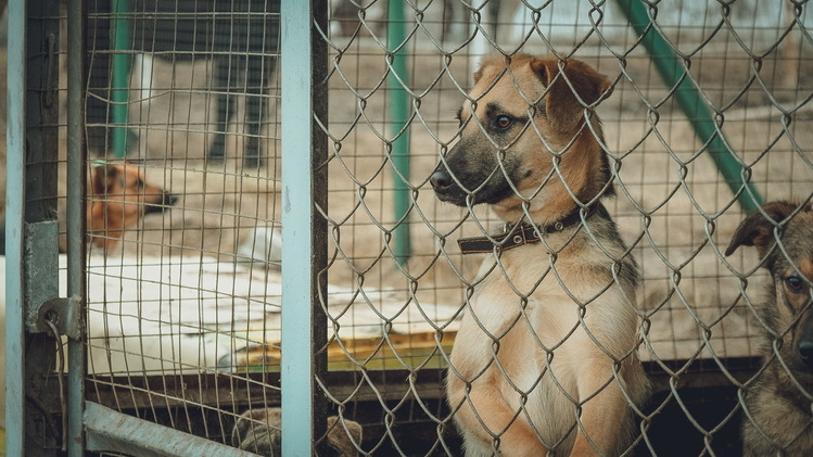В Невинномысске решили, кто будет ловить бездомных собак