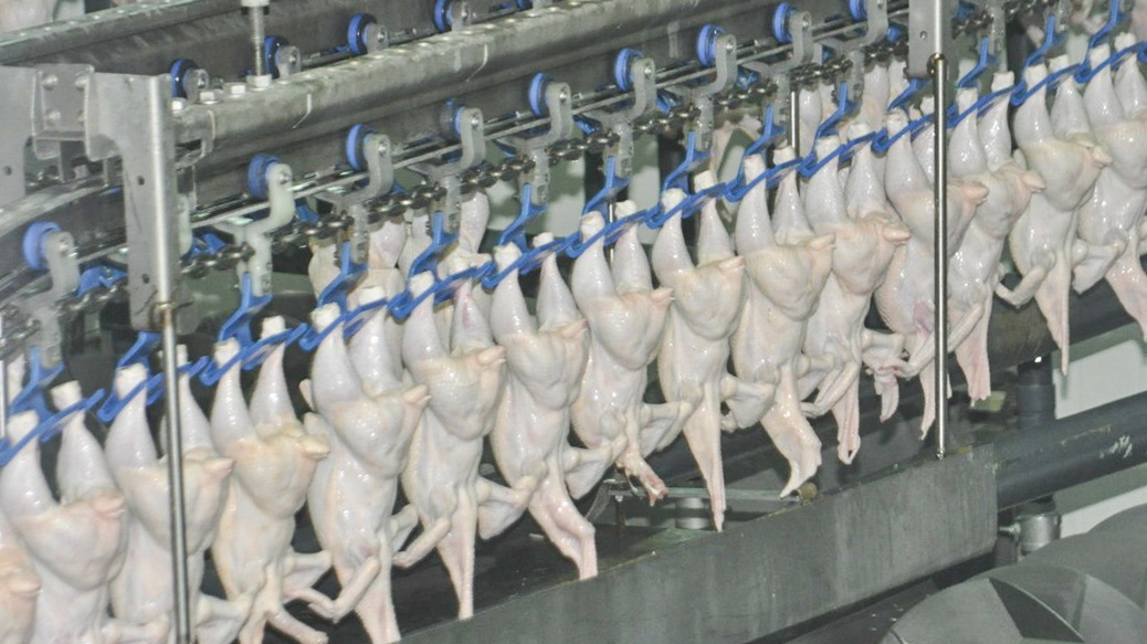 В Северной Осетии снизилось производство мяса птицы