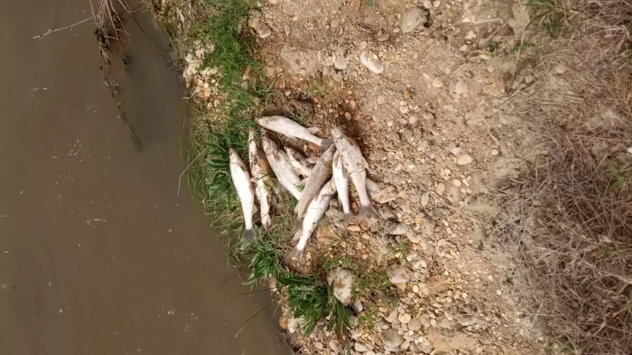 Власти объяснили причины массовой гибели рыбы на Ставрополье