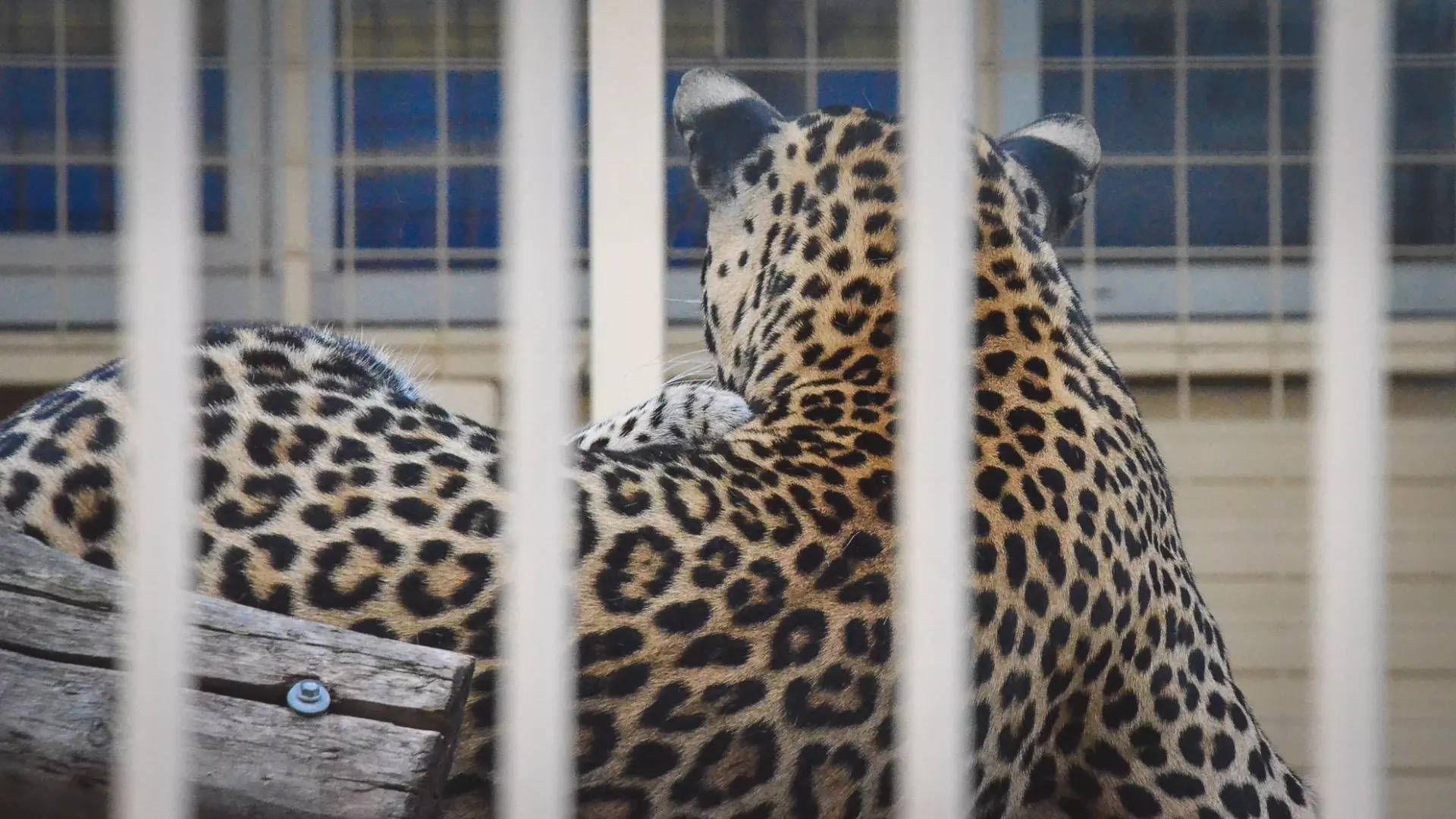 Что известно о сбежавшем леопарде на Ставрополье и почему его застрелили
