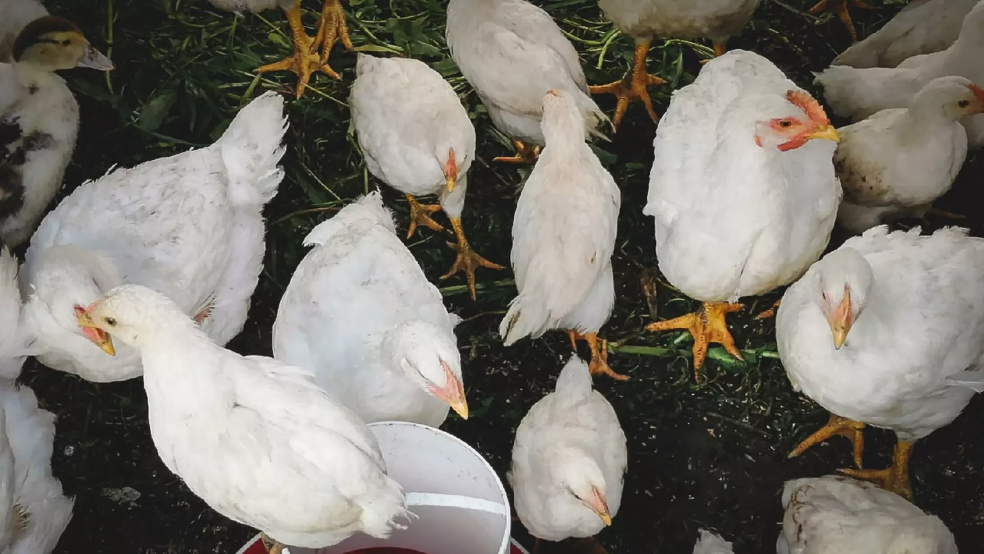 Жители Ставрополья назвали заоблачными цены на курицу