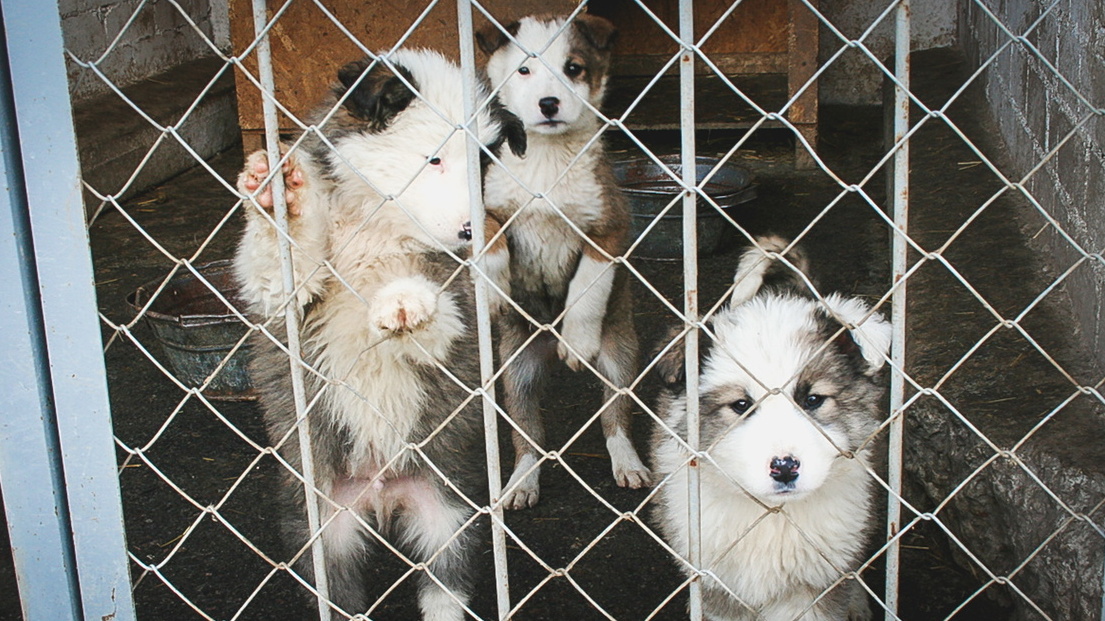 Депутат Ставрополья предложил проверить расходование средств на стерилизацию собак
