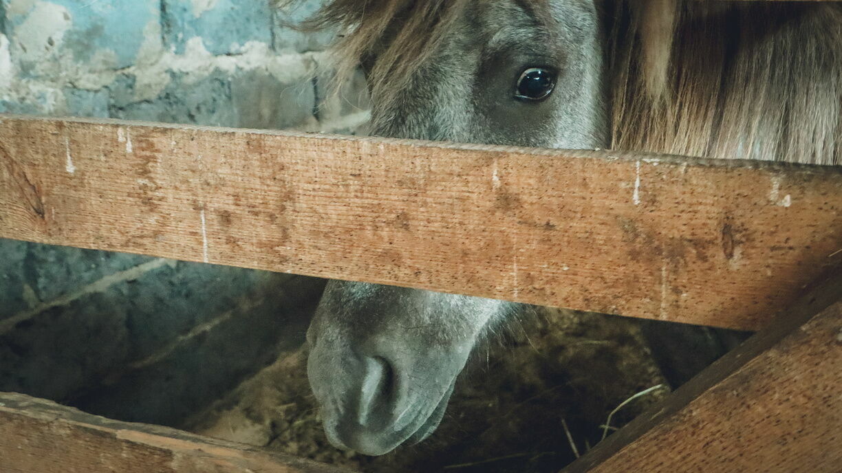 Табун лошадей арестовали в центре Кисловодска
