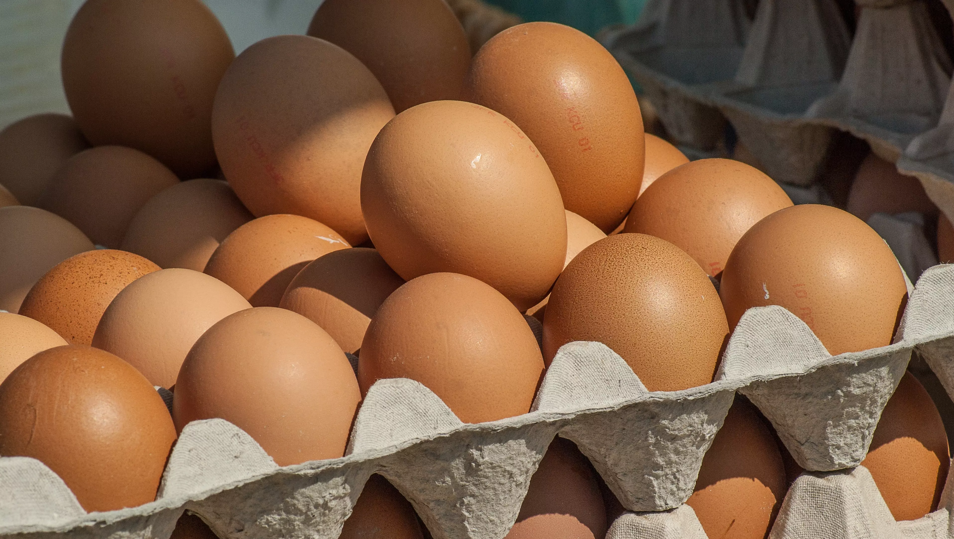 Главу Кисловодска обвинили в замалчивании проблем с яйцами