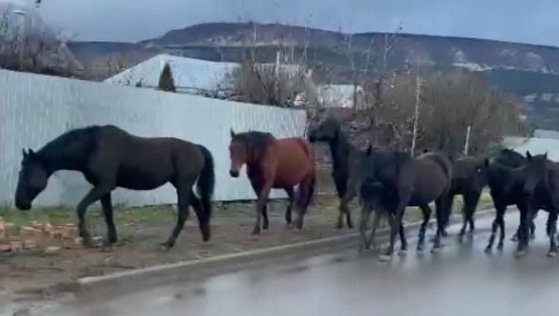В Кисловодске снова арестовали табун лошадей
