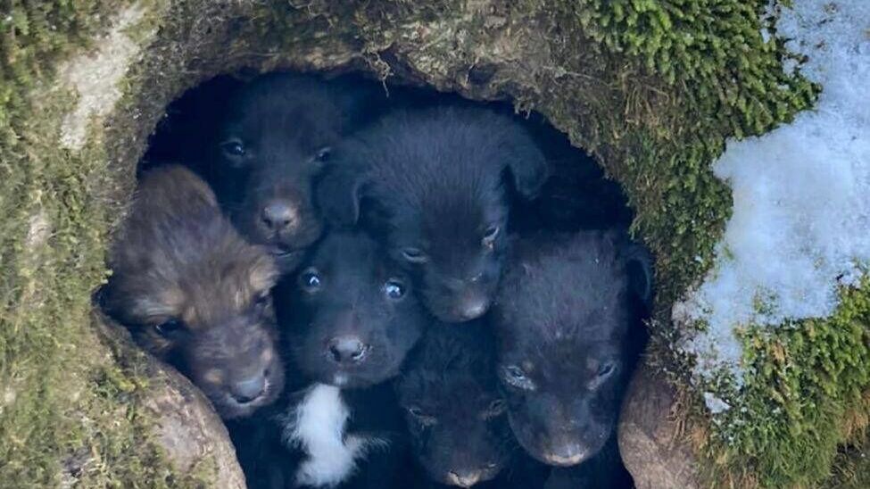 В Железноводске в дупле дерева обнаружили 12 бездомных щенков