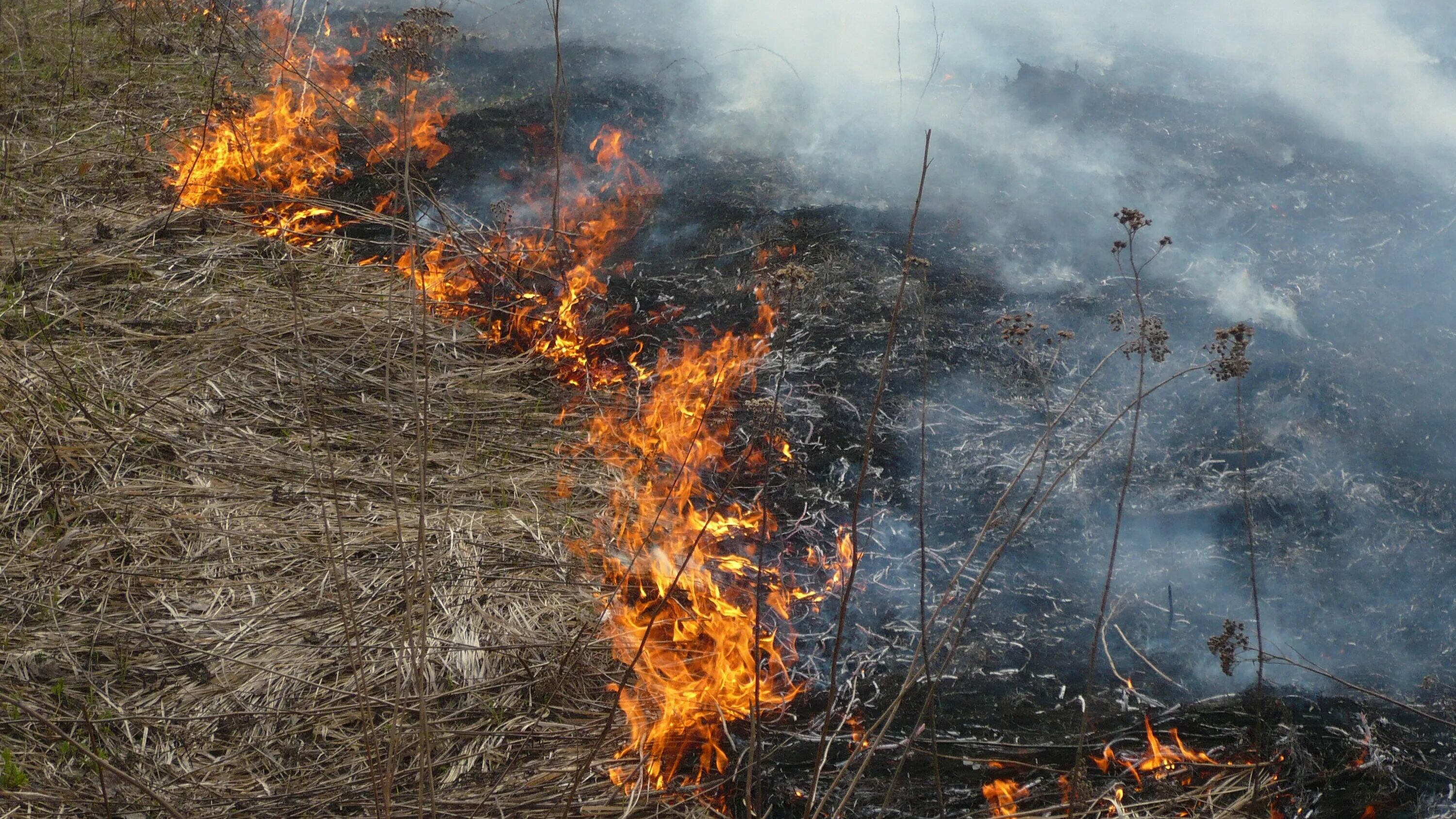 Два гектара сухой травы загорелись в Михайловске