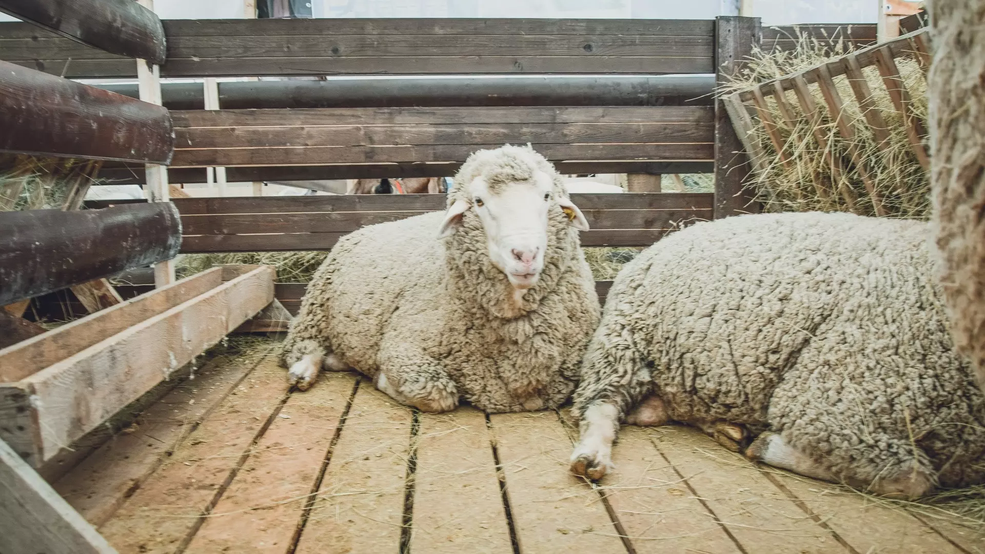 Поезд протаранил около 100 овец в Дагестане