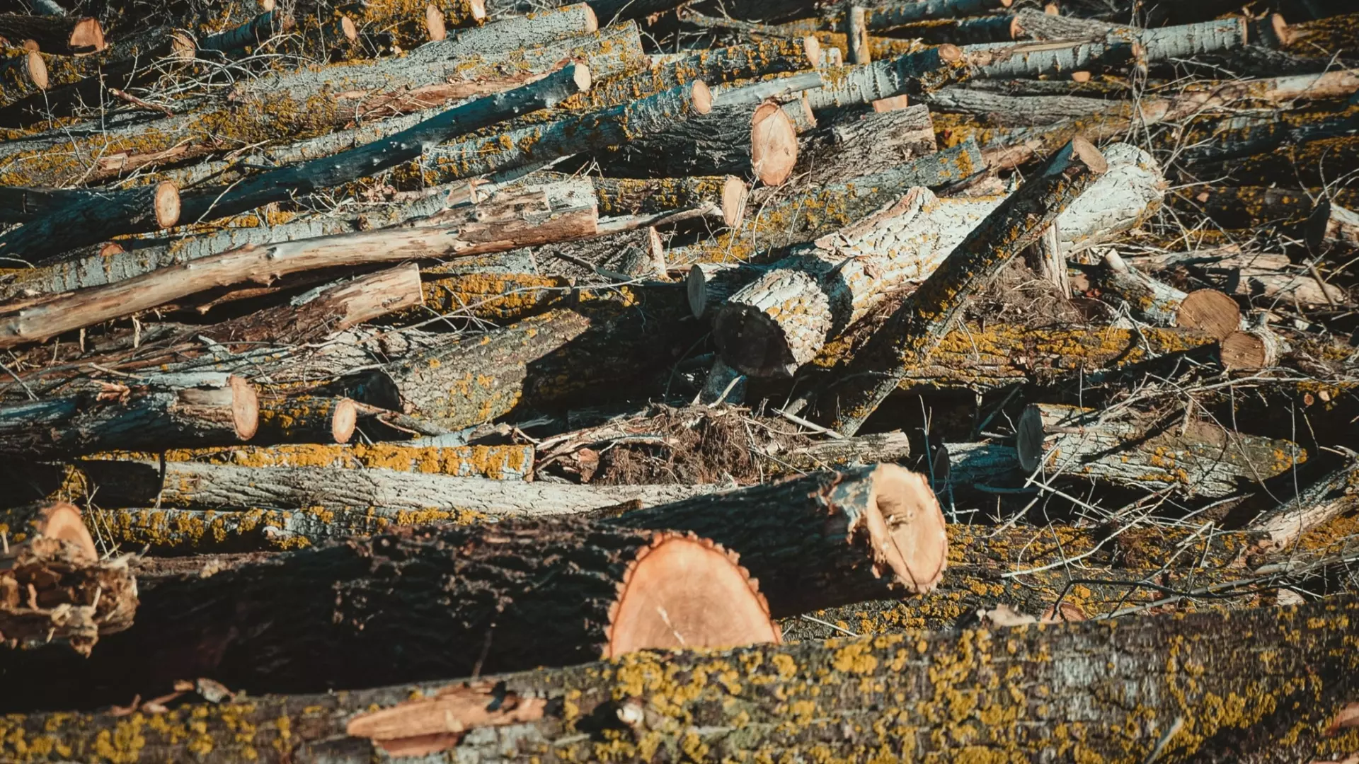 Эксперт заявил, что в дубовой роще Ставрополя спилили здоровые деревья