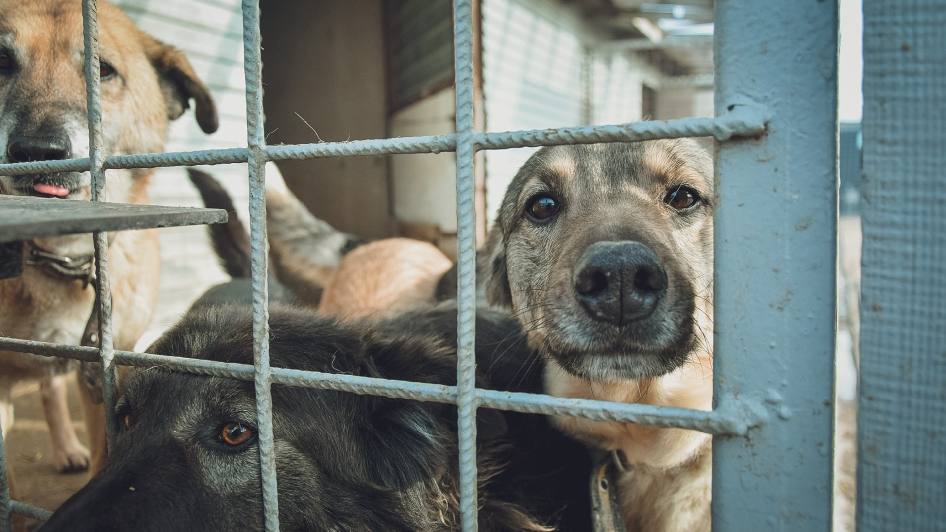 Убийство или штраф: как намерены решить проблему с бездомными собаками на Ставрополье