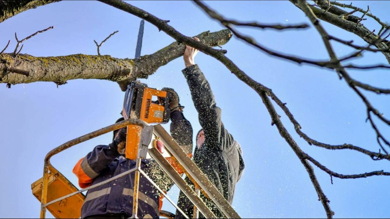 В Железноводске начали убирать поваленные в декабре деревья