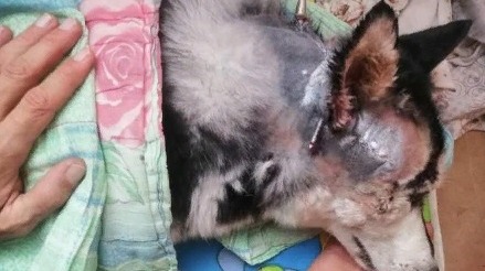 Живодер расстрелял собаку на Ставрополье