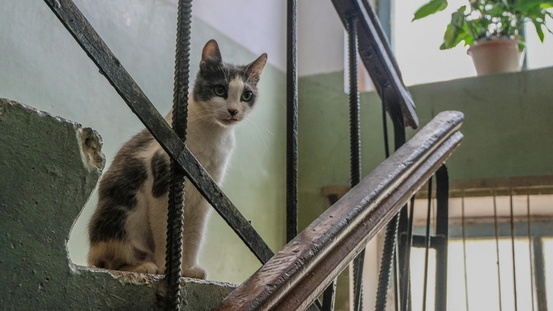 В Ставрополе будут судить подростка, который выпотрошил котенка