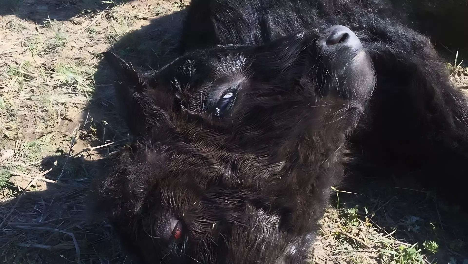 Родившийся двухголовый теленок поразил жителей Ставрополья