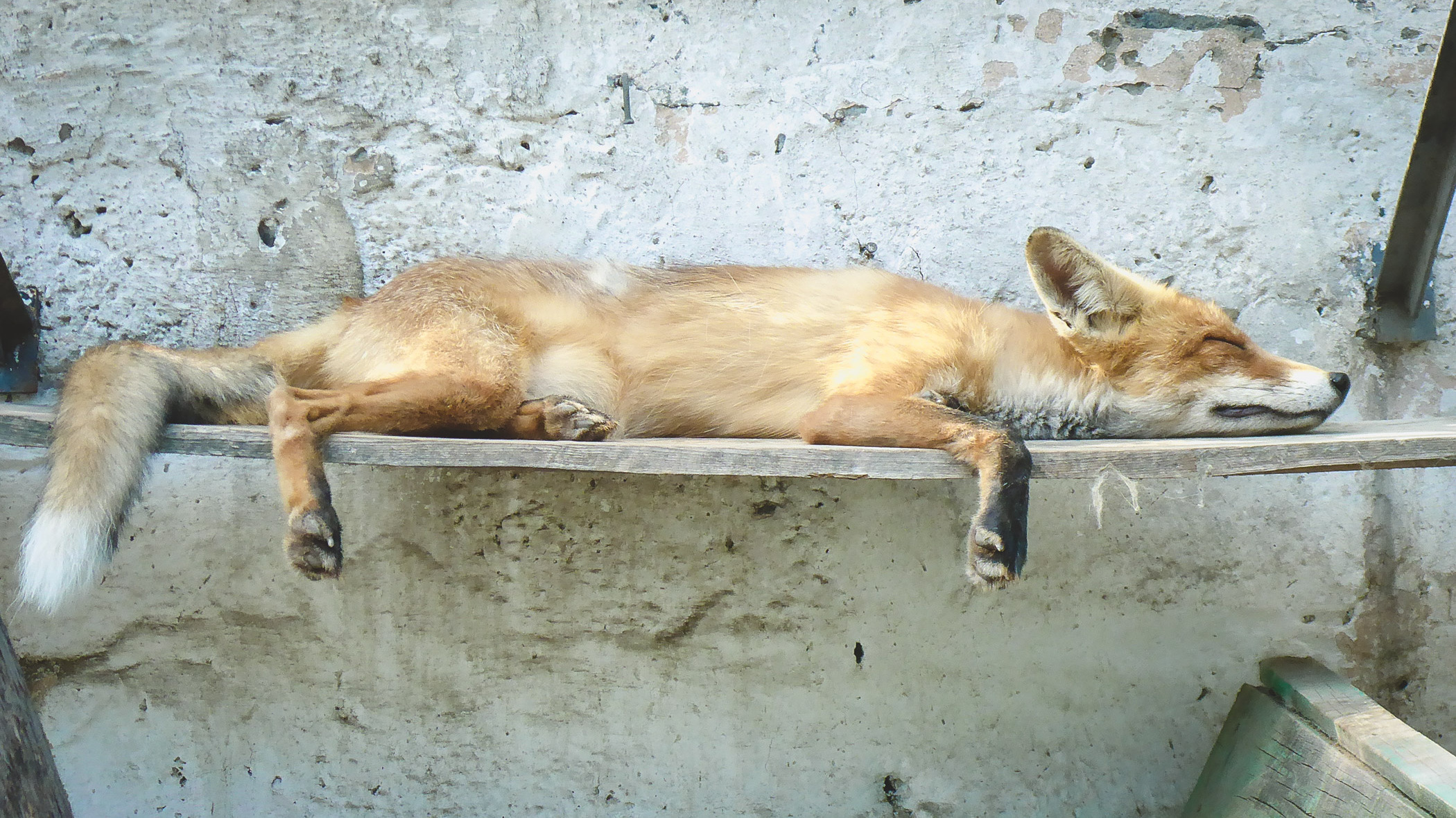 Зоопарк закрыли в Карачаево-Черкесии из-за нарушений