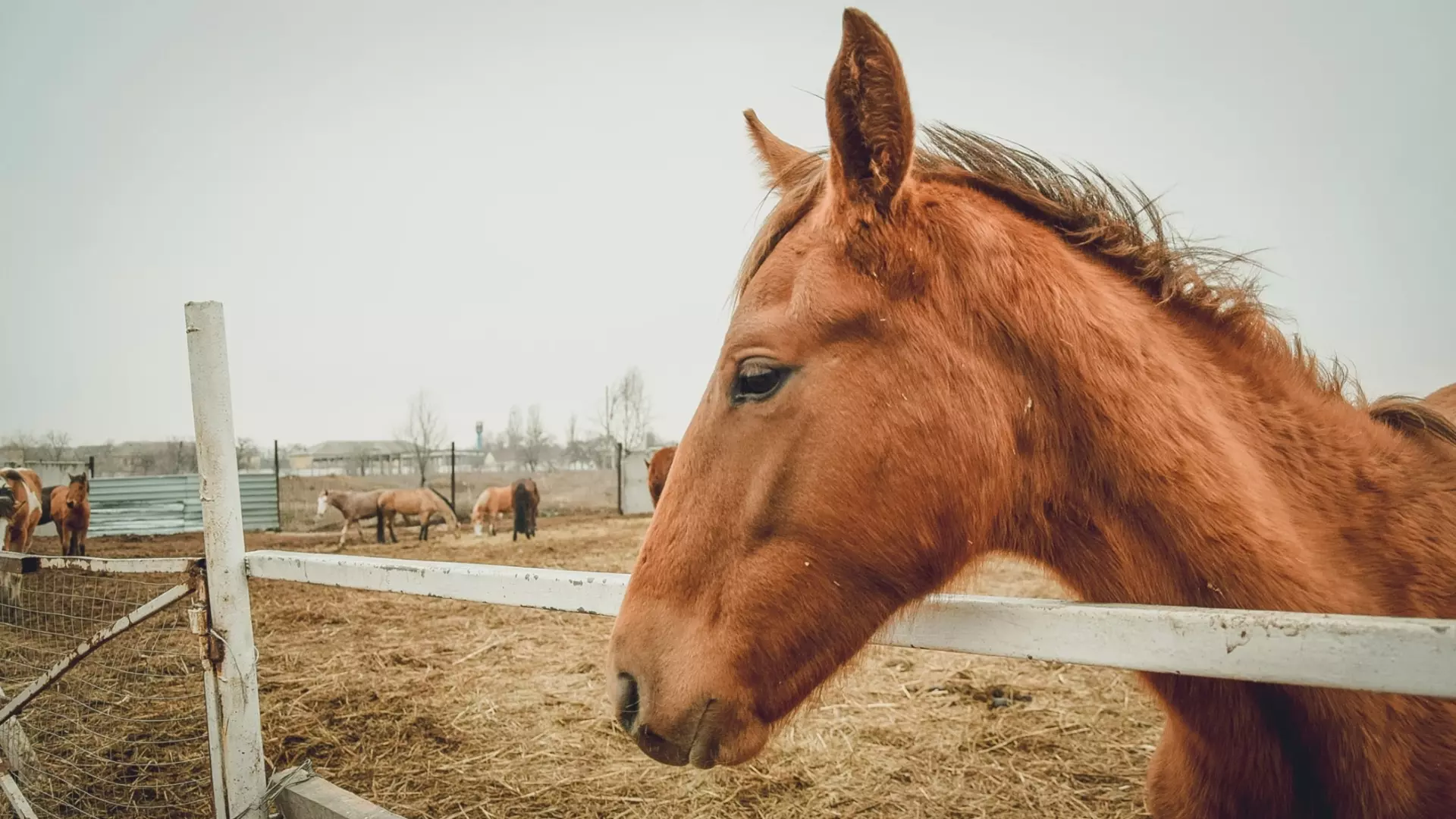 Власти прокомментировали вывоз лошадей с конезавода на Ставрополье