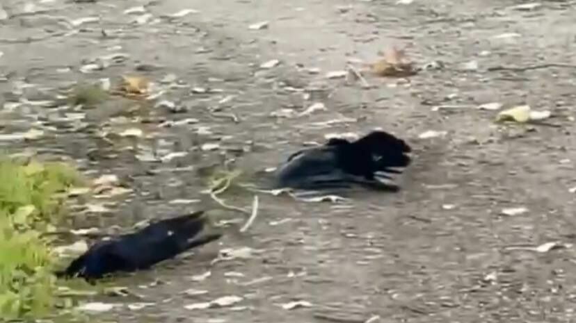 Причину массовой гибели птиц назвали в Георгиевске