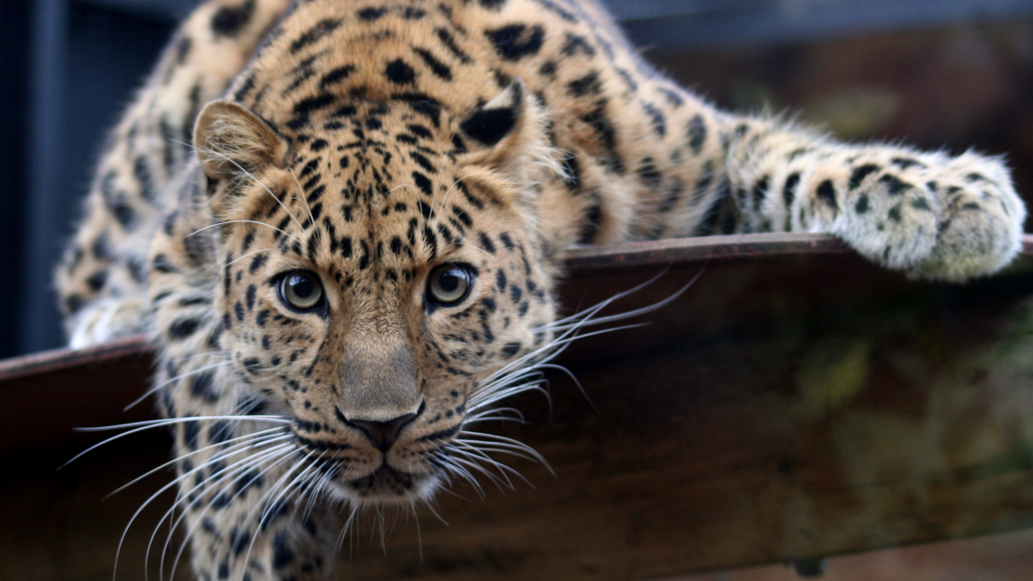 Браконьеры убили краснокнижного леопарда на Кавказе
