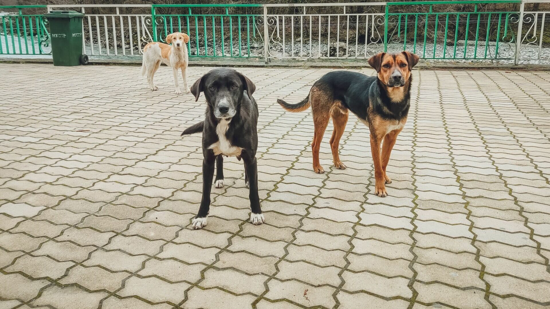 «Они умирают в страшных муках»: трупы отравленных собак нашли под Ставрополем