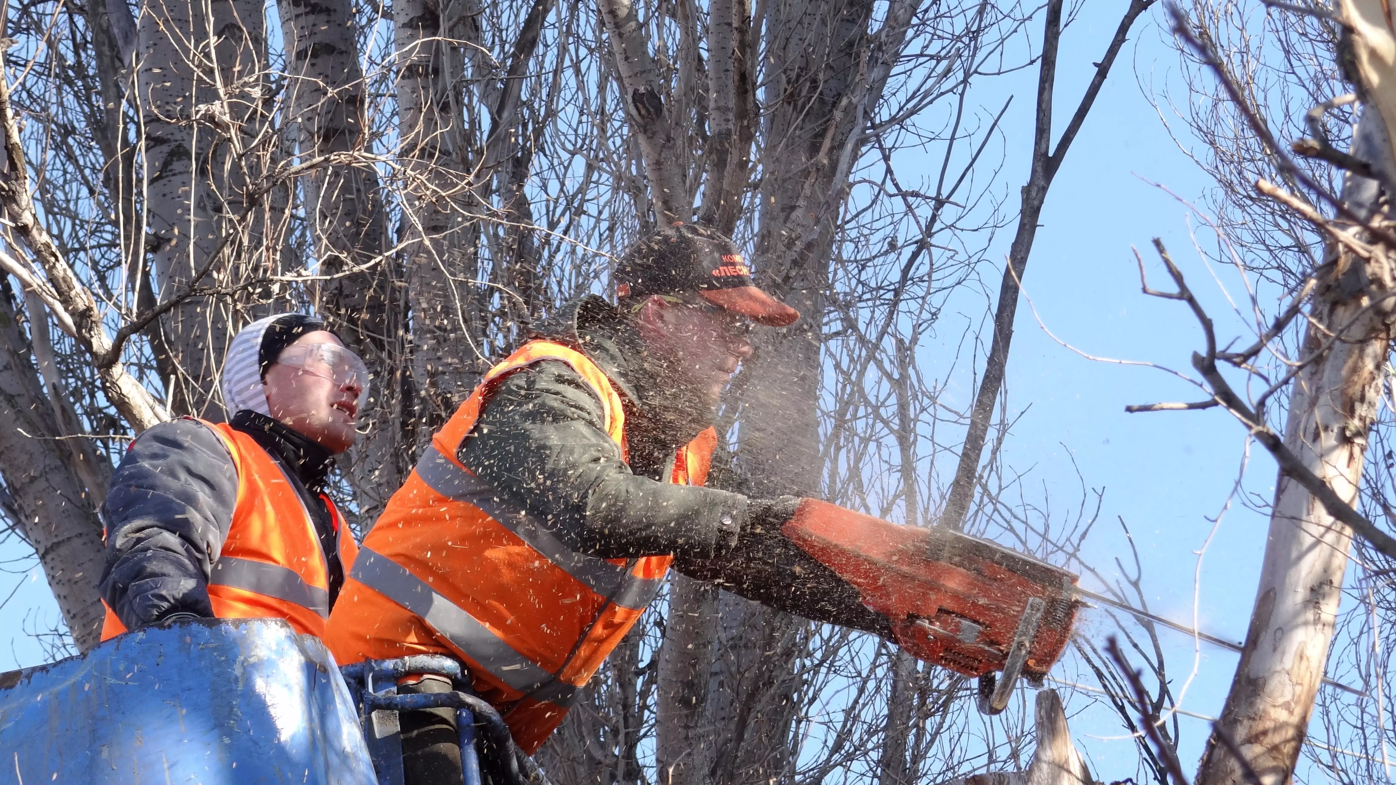 Из-за вырубки деревьев в Ставрополе возбудили уголовное дело
