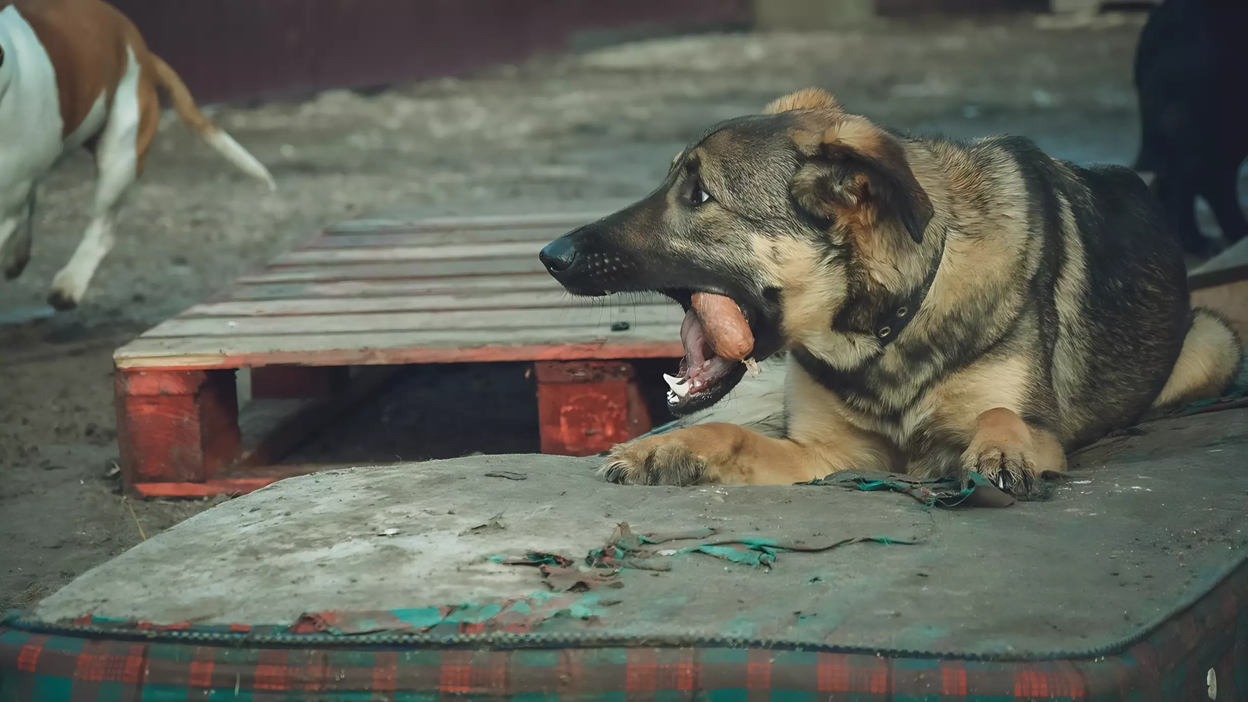 Свора бездомных собак привела в ужас жителей Кисловодска