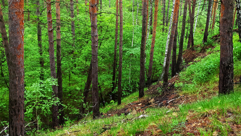 В мэрии Пятигорска опровергли вырубку деревьев на горе Горячей