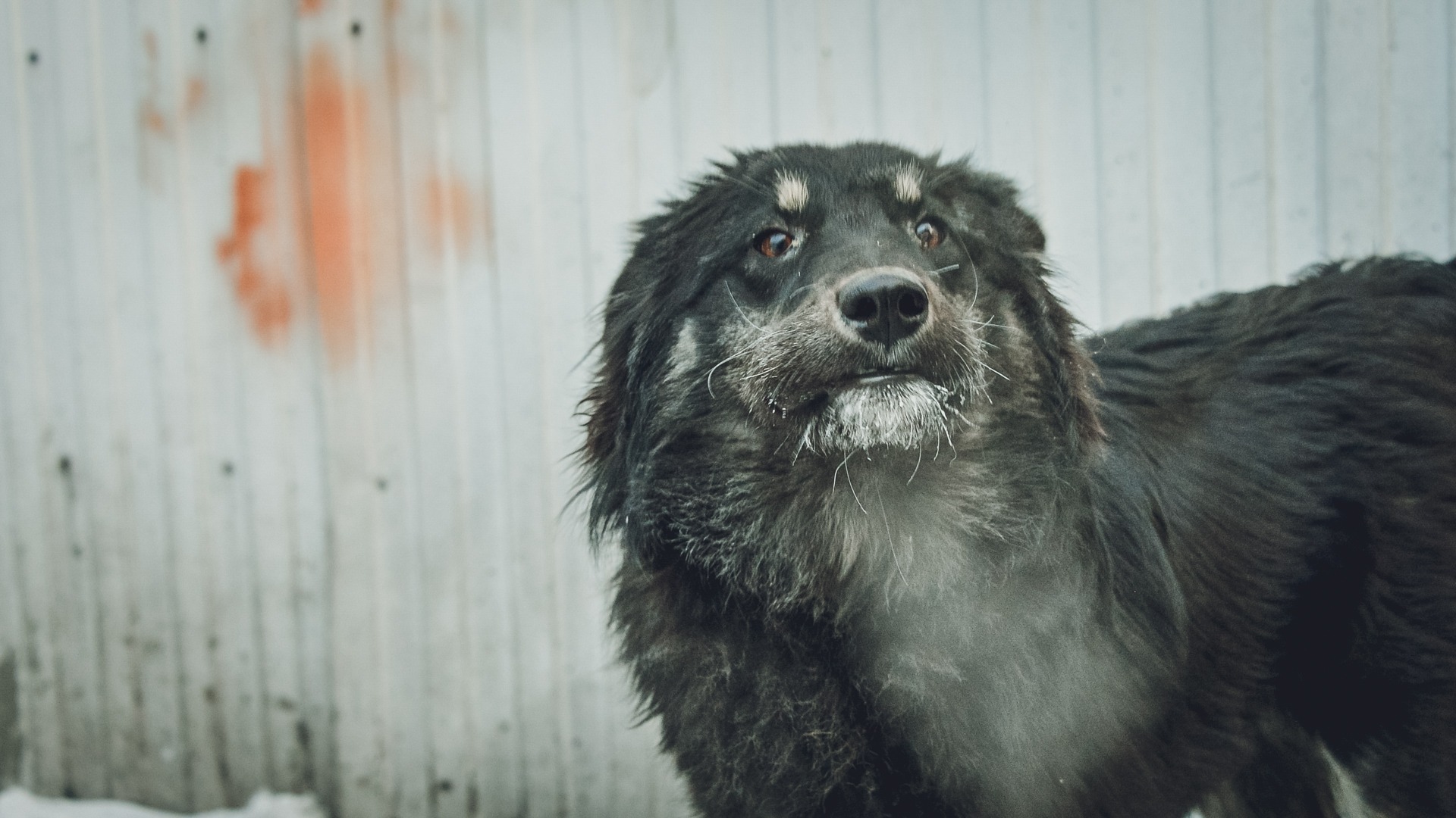Власти заплатят 10 тыс рублей из-за укушенного собакой ребенка на Ставрополье