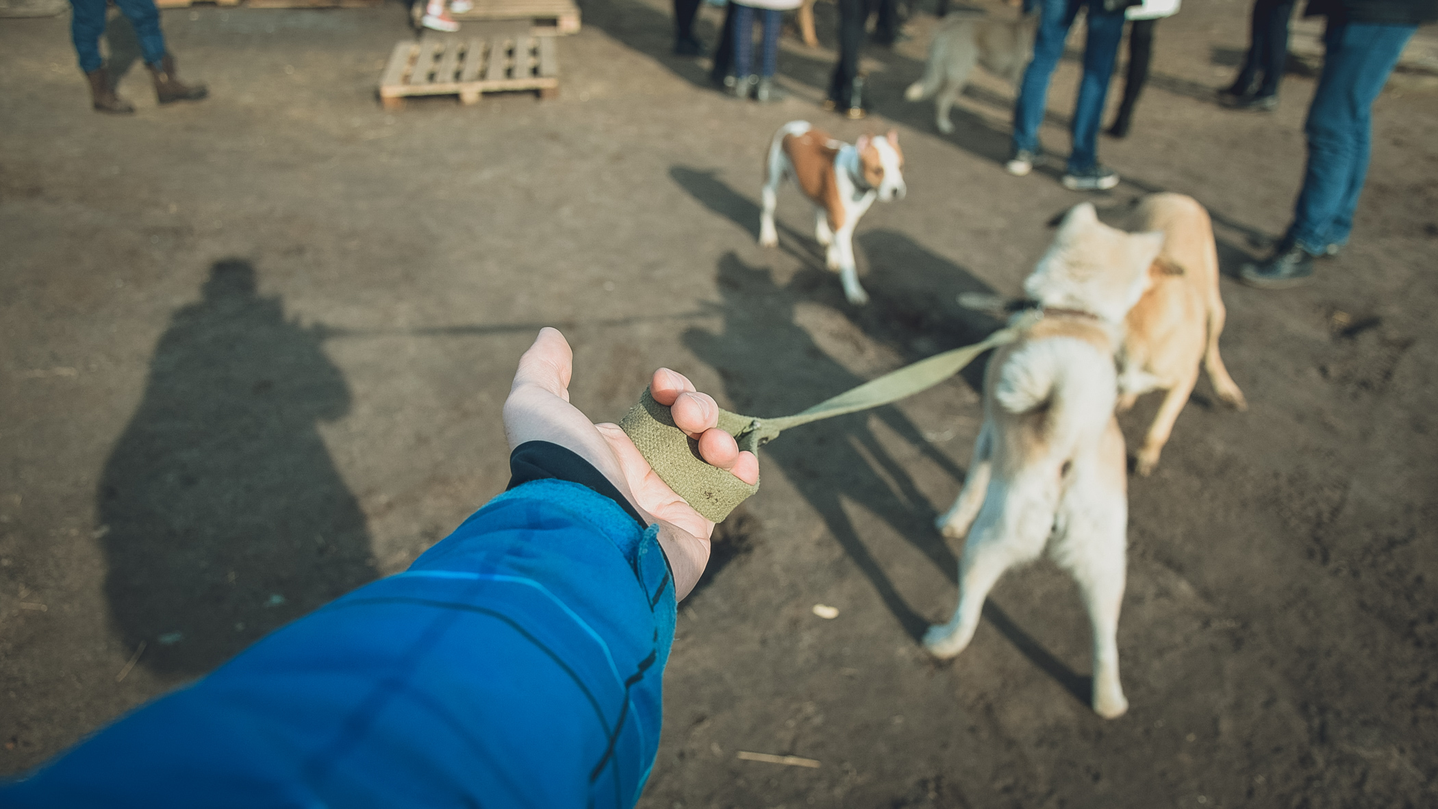 Жители Железноводска сообщили о провокаторах, дразнящих бездомных собак
