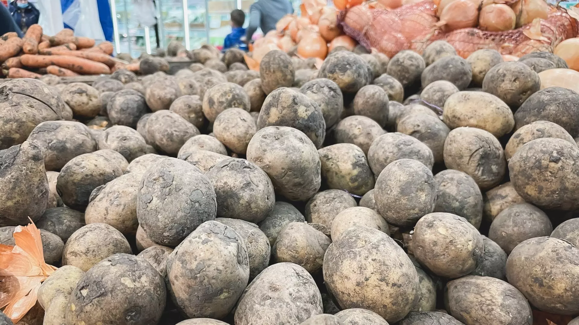 На Ставрополье выросло количество желающих посадить картошку