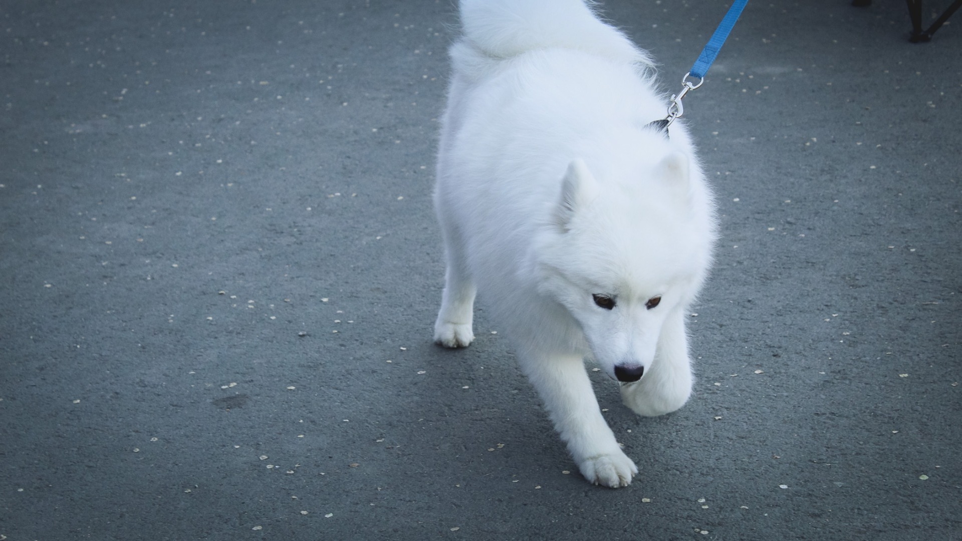 Запрет на выгул собак и реставрация особняков за 17 млн — итоги дня на Ставрополье