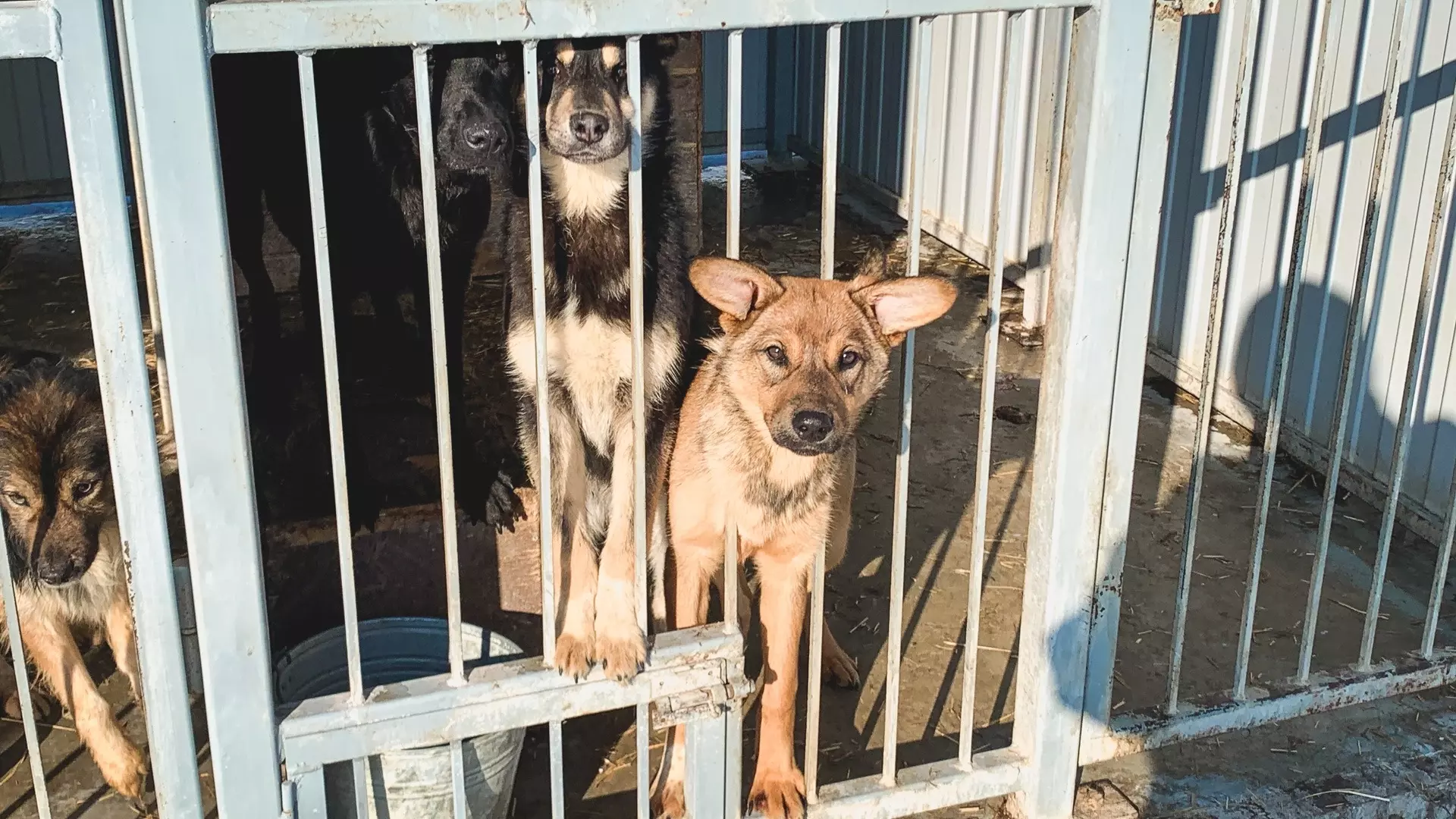 Суд наказал власти города на Ставрополье за то, что те вовремя не отловили собак