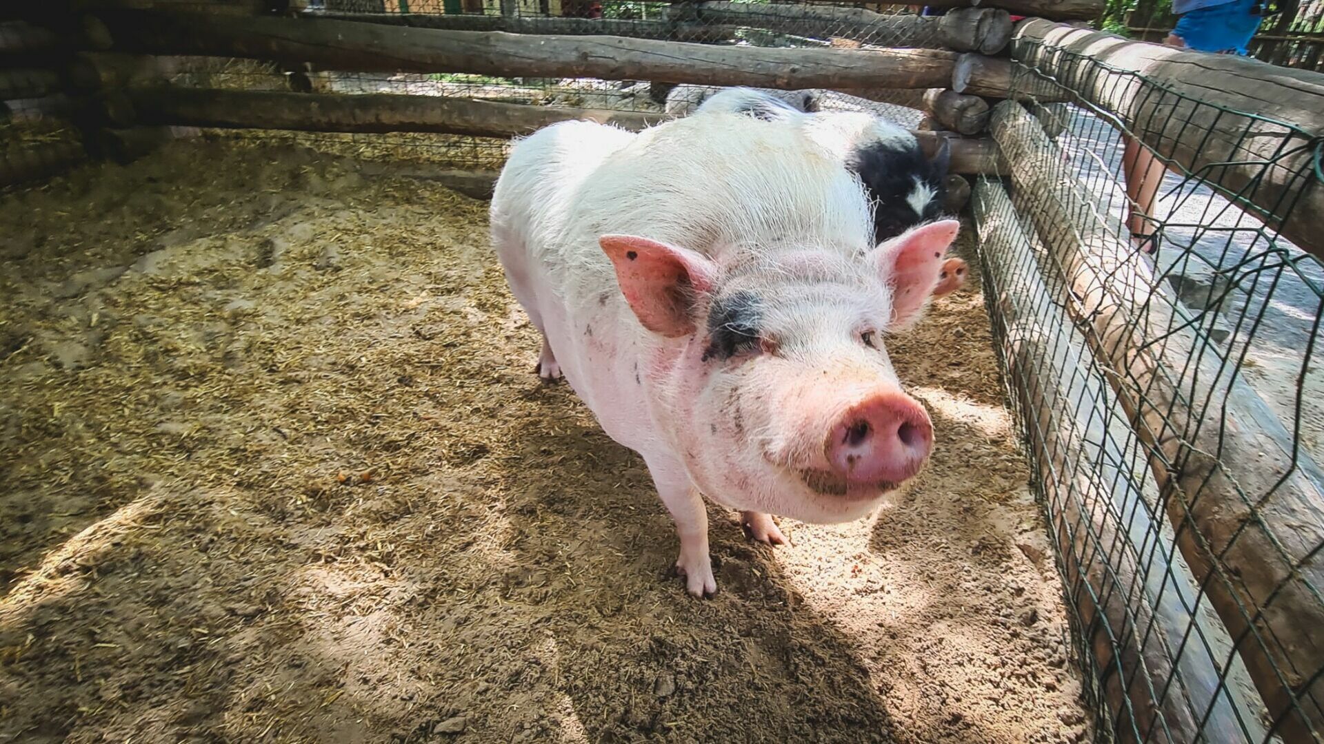 ДНК свиньи нашли в говяжьих колбасах и сардельках на Ставрополье
